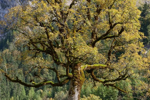 Maple