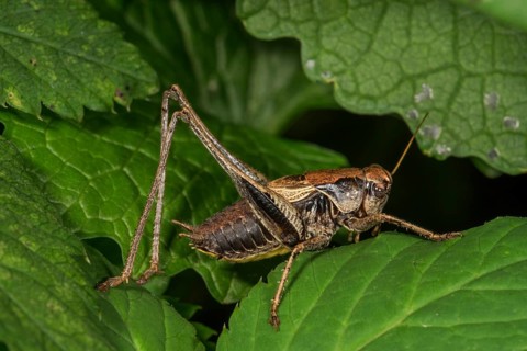 Dark bush-cricket