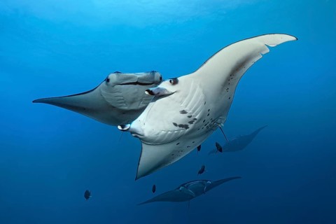 Reef manta ray