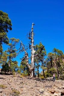 Hiker on the way to the Sombrero de Chasna through a Canary Island