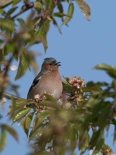 Singing Common chaffinch