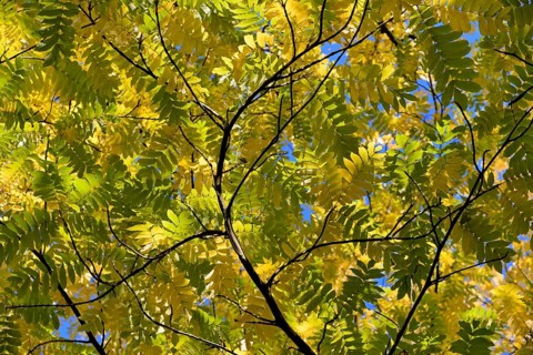 Caucasian wingnut