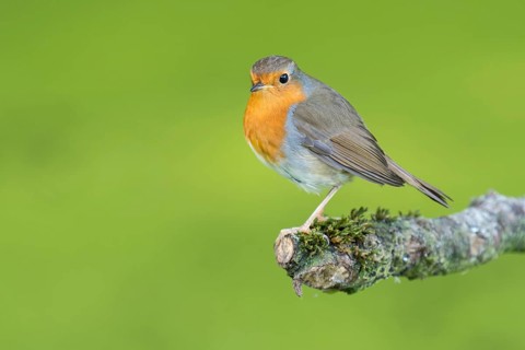 European robin