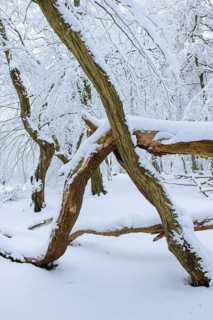 Snow on old trees in the jungle Baumweg