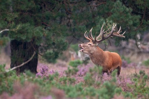 Tube transmitter red deer