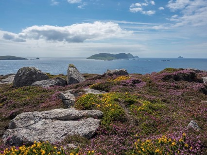 Flowering heather and