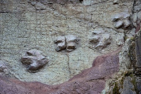 Dinosaur tracks in a vertical rock face
