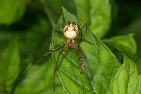 Autumn spider