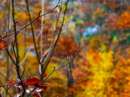 Spider's web in front of autumnally coloured mixed forest