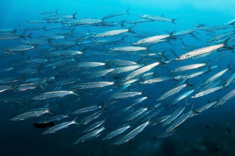 Swarm Blackfin barracuda