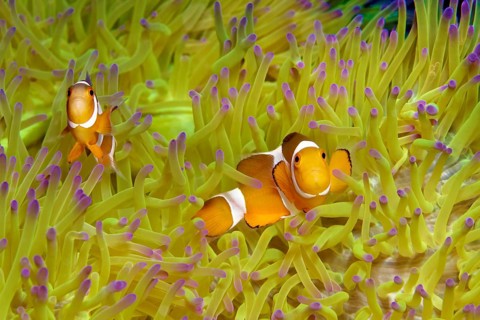 Fake Clownfish