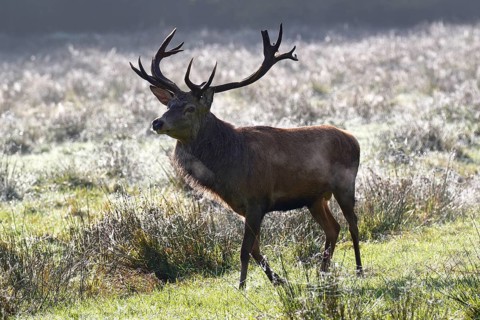Red deer