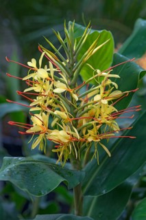 Flower from Kahili Ginger