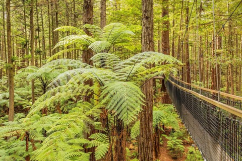 Redwood Treewalk
