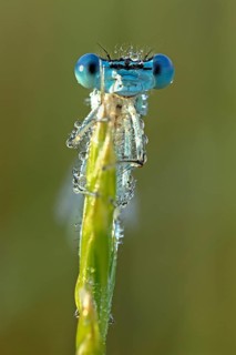 White-legged damselfly