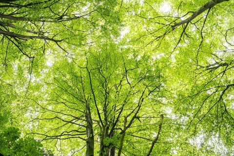 Crown of a beech