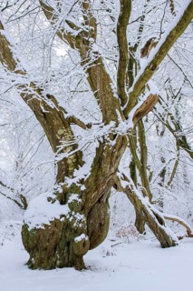 Snow on old trees in the jungle Baumweg