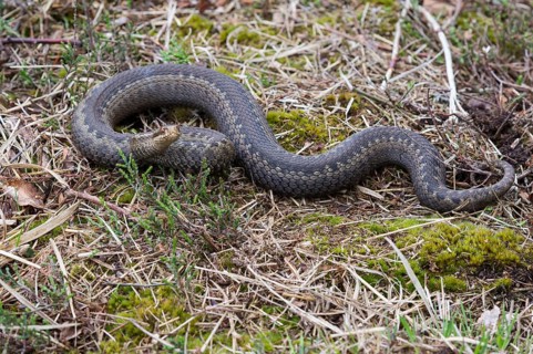 Flaming Common European viper