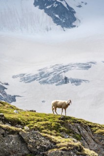 Sheep on a ledge