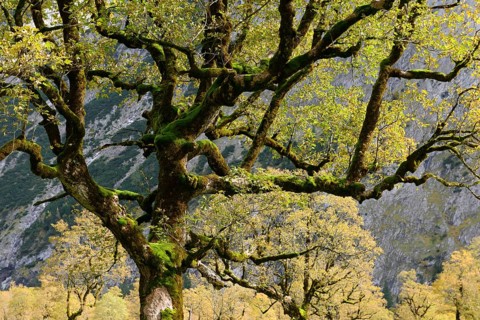 Maple