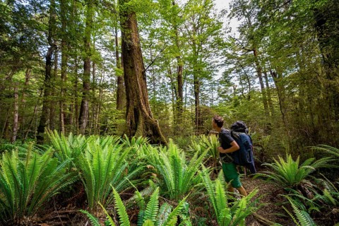 Hiking in the forest with ferns