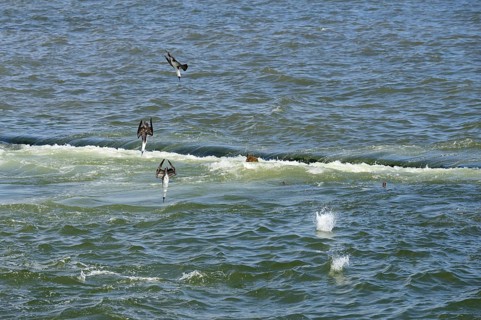 Peruvian booby