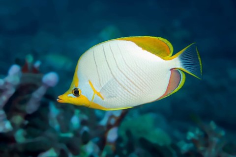 Yellowhead butterflyfish
