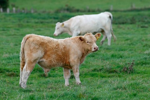 Charolais-Domestic Cattles