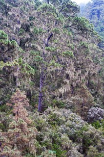 Cloud forest with hanging lichens