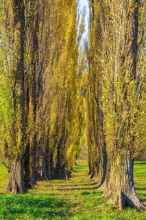 Columnar poplar avenue
