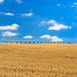 Endless wheat field under blue sky with clouds