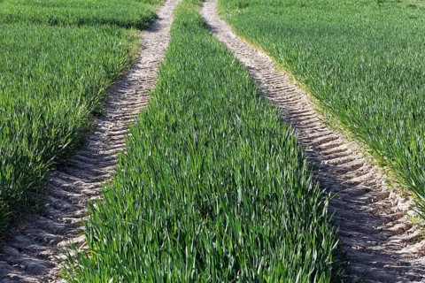 Tractor track in a green field