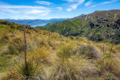 View from the Grandview Mountain Track to the lake