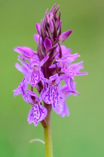 Southern marsh orchid