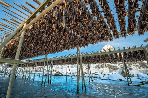 Stockfish on wooden rack