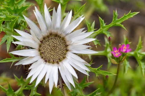 Silver thistle