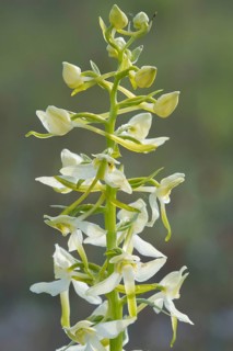 Lesser butterfly-orchid