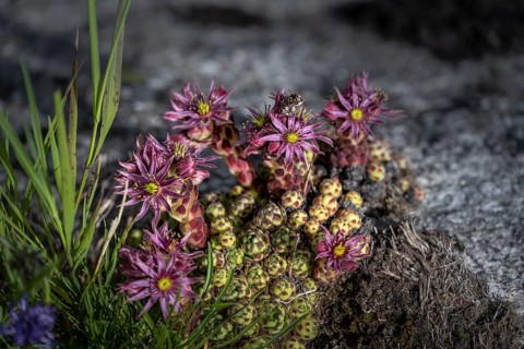 Blooming Cobweb houseleek