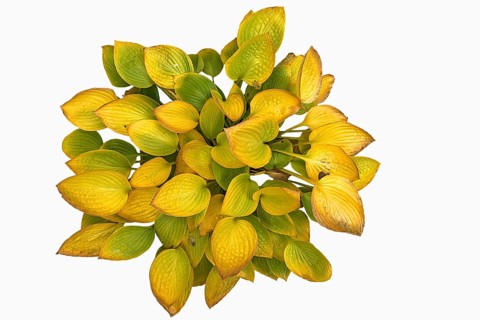 Autumnal hosta