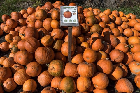 Halloween pumpkins