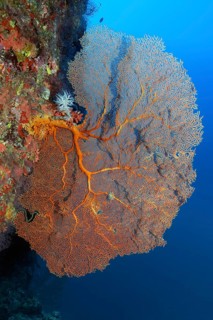 Coral reef wall with gorgonian
