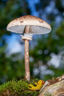 Parasol mushroom