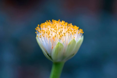 Inflorescence from Paintbrush