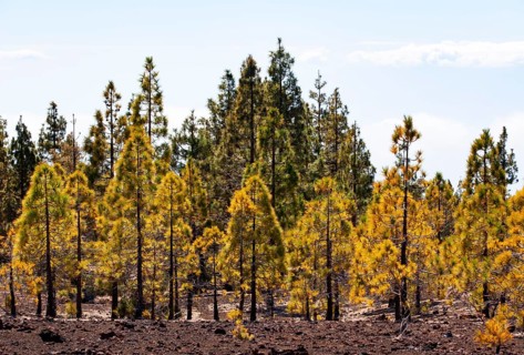 Canary Island pines