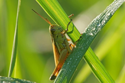 Large marsh grasshopper
