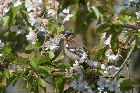 Singing Common chaffinch