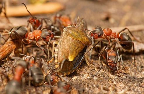 Red Wood Ants