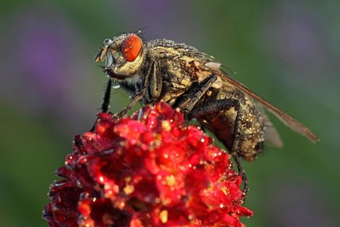 Blowfly