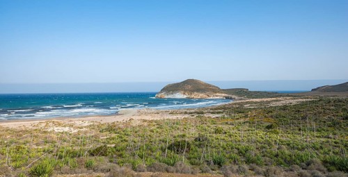 Agaves on the beach