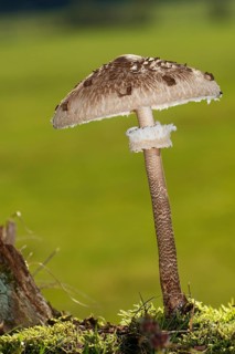 Parasol mushroom